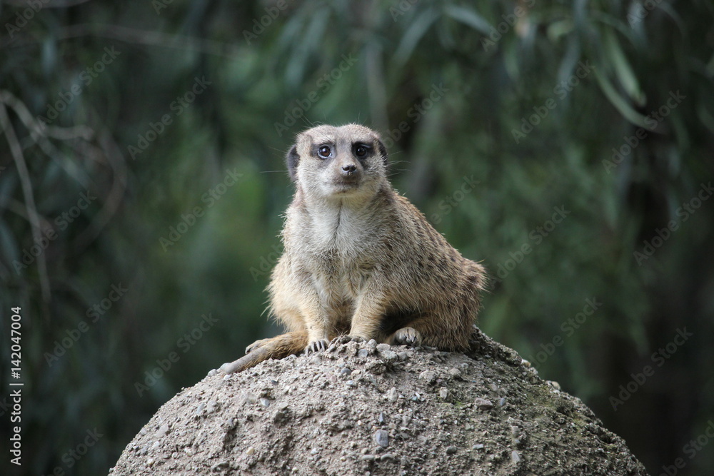 Fototapeta premium Meerkat at attention, watching for predators