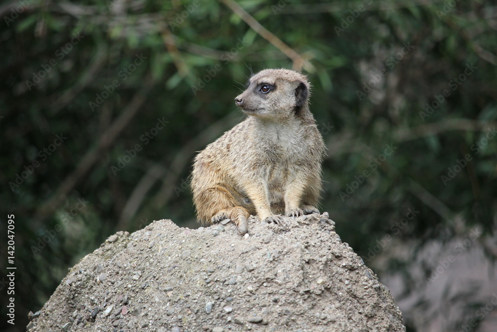 Fototapeta premium Meerkat at attention, watching for predators 