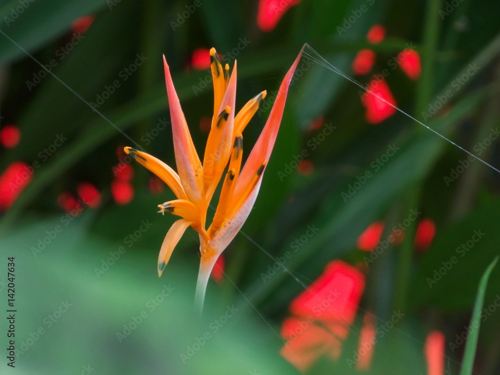 Obraz premium Flor Tropical