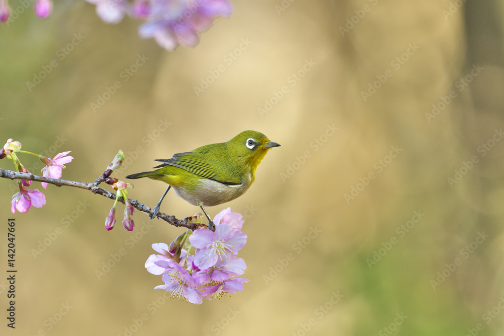 河津桜とメジロ(japanese white-eye)