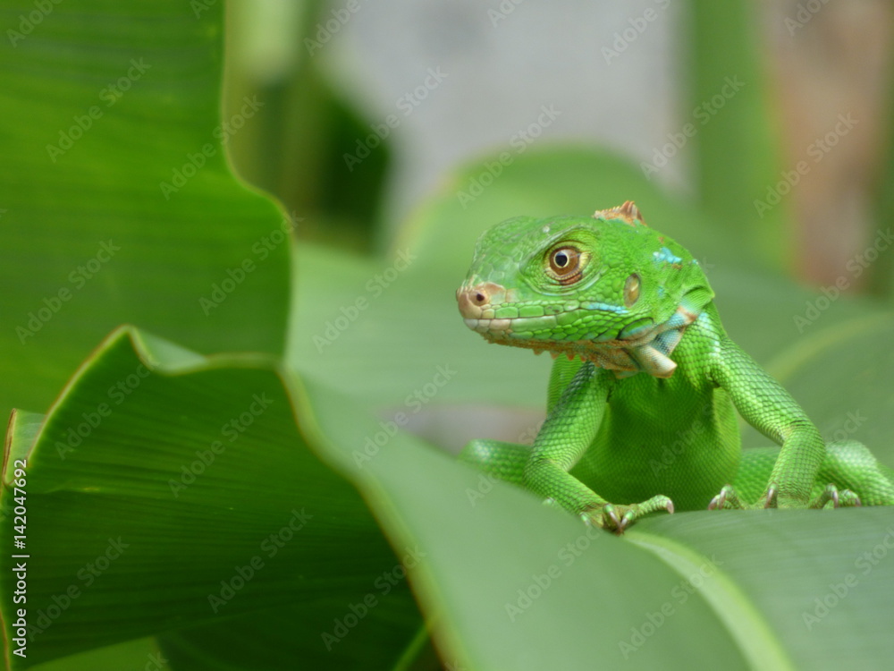 Obraz premium Iguana