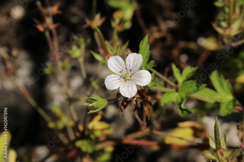 Fototapeta Naklejka Na Ścianę i Meble -  