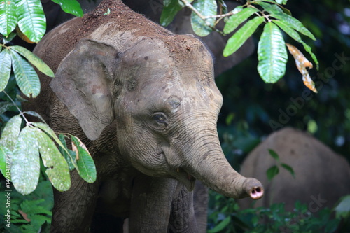 Photos Borneo elephant (Elephas maximus borneensis) in Sabah, Borneo