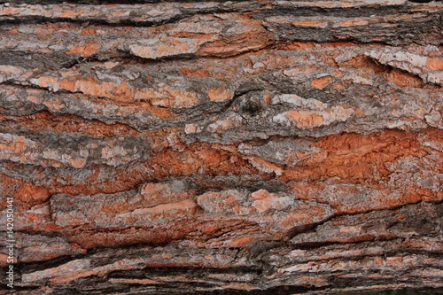 Close up tree bark detail