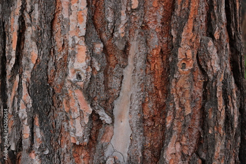 Close up tree bark detail