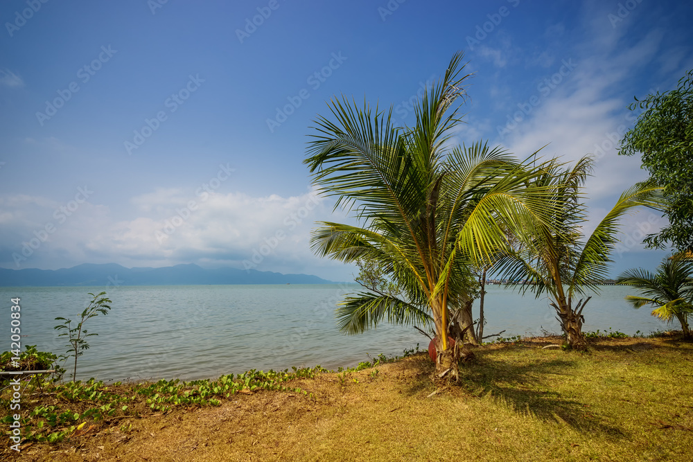 coconut tree on the land and sea in clear sky - can use to display or montage on product