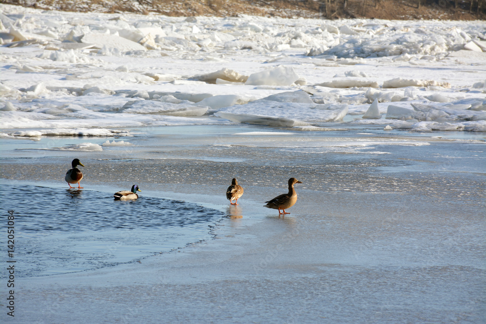 Naklejka premium ducks