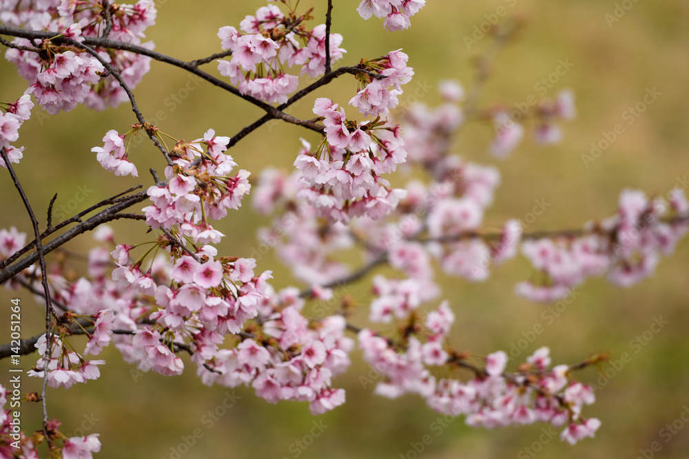 寒桜 寒桜