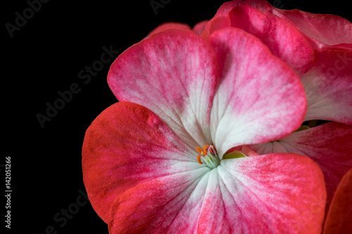 Fototapeta Naklejka Na Ścianę i Meble -  bouquet of red and white geranium flowers on black background closeup
