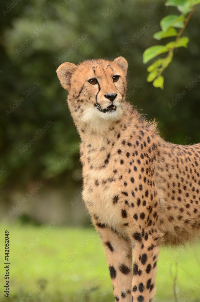 Fototapeta premium チーター