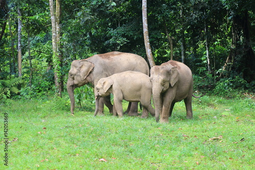 Borneo elephant  Elephas maximus borneensis  in Sabah  Borneo