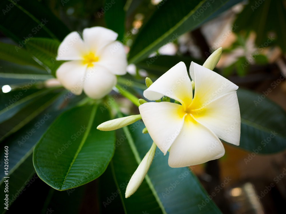 Fototapeta premium White Plumeria Flower with leaves