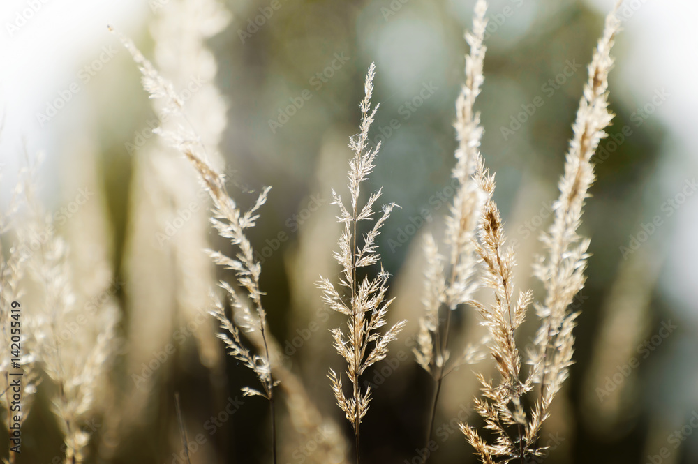 Tall grass in the sunny evening Tall grass in the sunny evening
