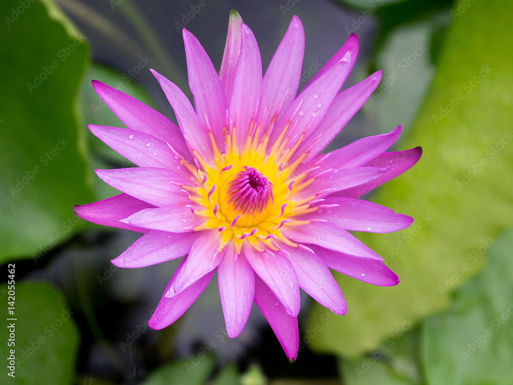 Close up of Bloomed Purple Lotus in Pond Close up of Bloomed Purple Lotus in Pond