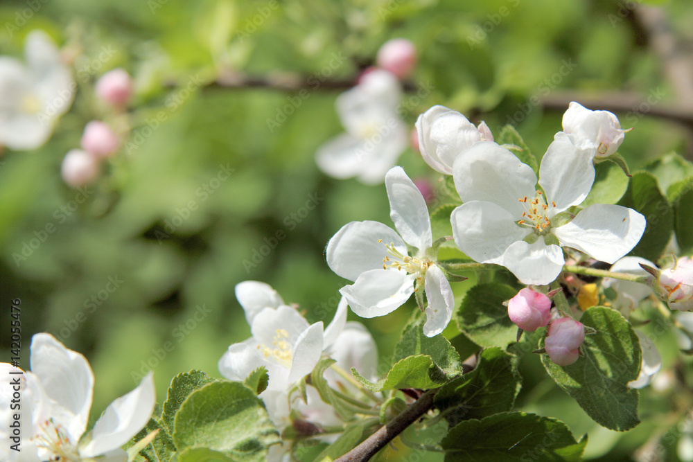 Fototapeta premium spring in the garden/ Flowering branch of fruit tree 
