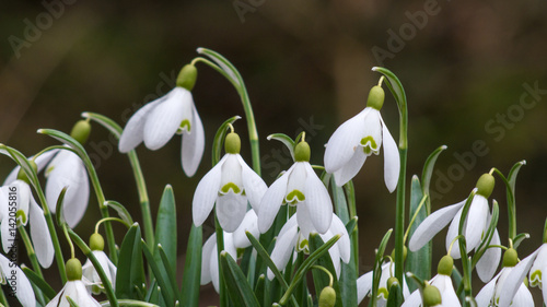 Beautiful white snowdrops on a meadow © frederikloewer