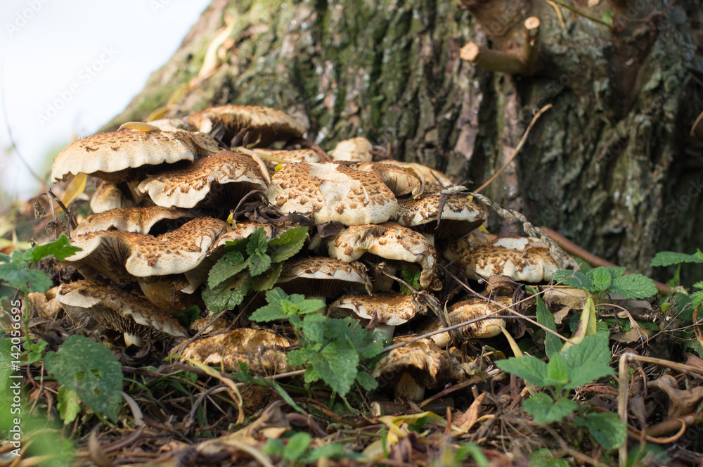 Mushrooms that nature gives us Mushrooms that nature gives us