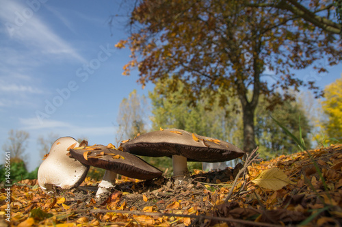 Mushrooms that nature gives us photo