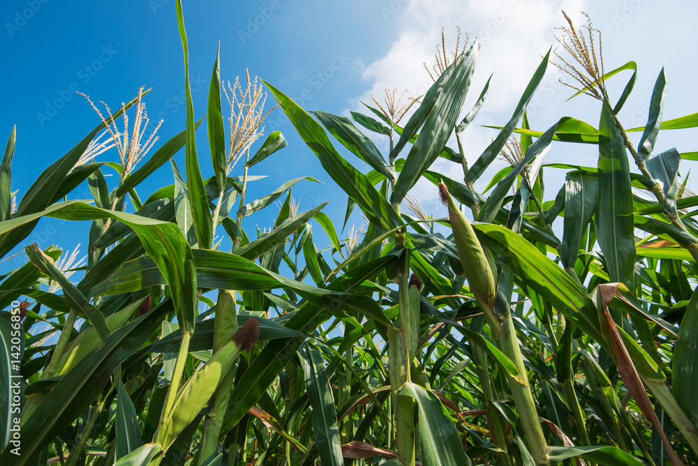 Green corn field with blue sky Green corn field with blue sky