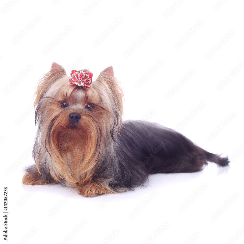 Yorkshire terrier