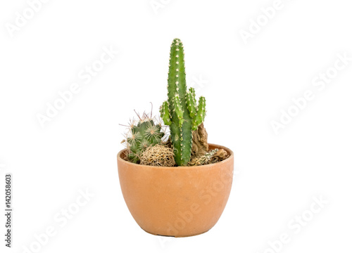 Green small cactus set in brown vase on white background