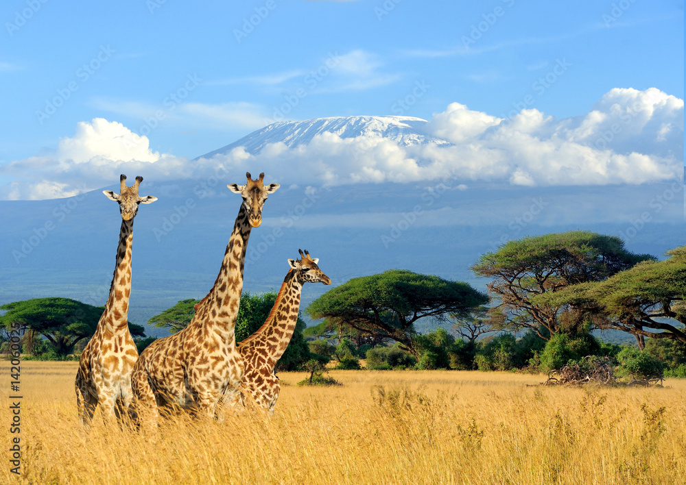 Fototapeta premium Trzy żyrafa na tle montażu Kilimandżaro w Parku Narodowym Kenii