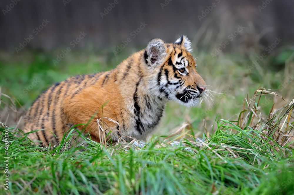 Obraz premium Tiger cub in grass