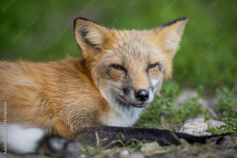 Obraz premium Red fox in nature (Vulpes vulpes)
