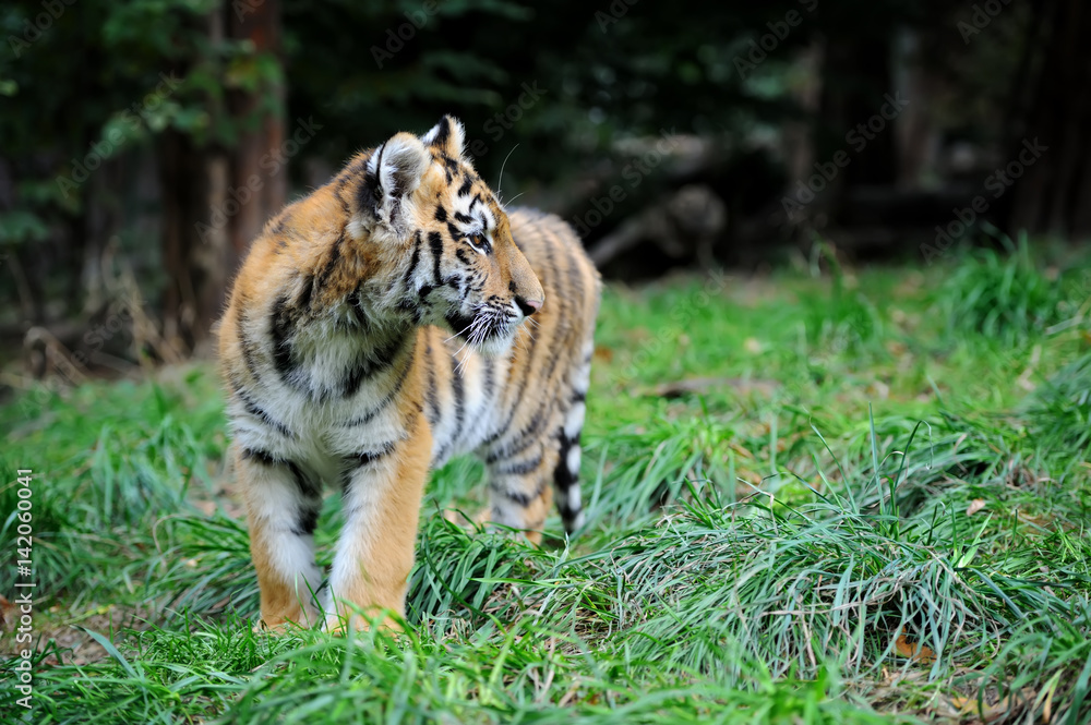 Obraz premium Tiger cub in grass