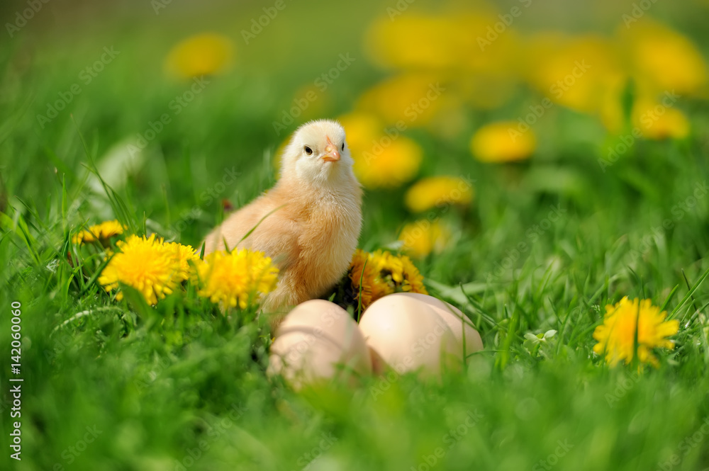 Little chickens on a grass Little chickens on a grass