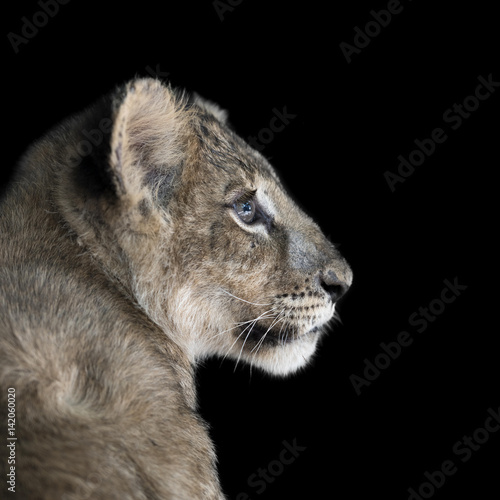Lion cub on black background