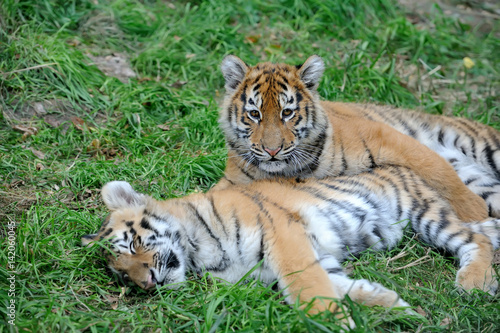 Tiger cub in grass