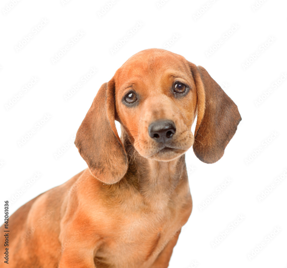Sad dachshund dog portrait. isolated on white background