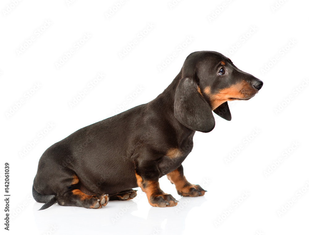 Black dachshund puppy sitting in profile. isolated on white background