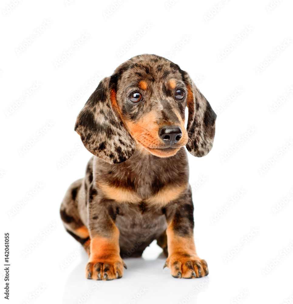 Brown spotted dachshund puppy sitting in front view. isolated on white background