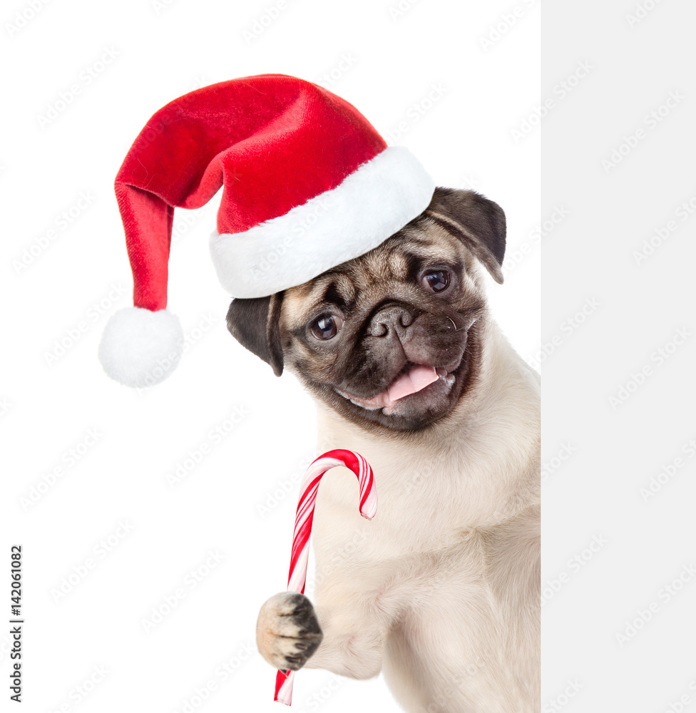 Pug puppy in red santa hat with Christmas candy cane peeking from behind empty board. isolated on white background