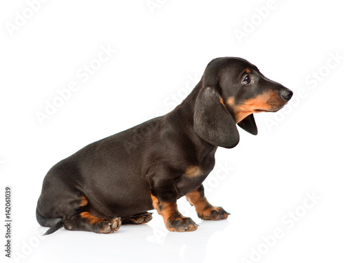 Black dachshund puppy sitting in profile. isolated on white background