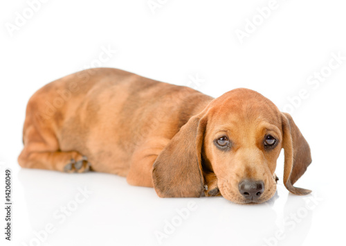 Sad dachshund puppy. isolated on white background © Ermolaev Alexandr