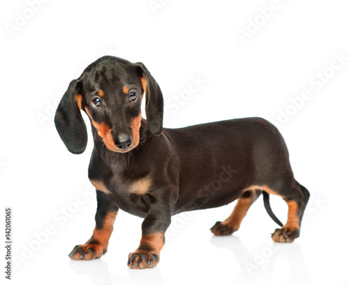 Black dachshund puppy standing in side view. isolated on white background