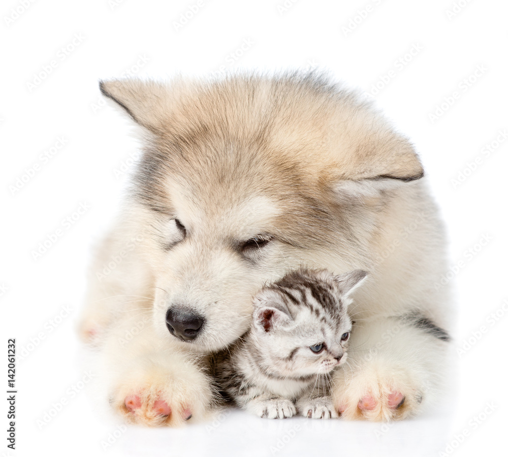 Puppy embracing scottish kitten. isolated on white background