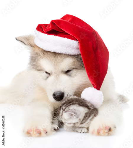 Kitten and alaskan malamute puppy in red santa hat. isolated on white background