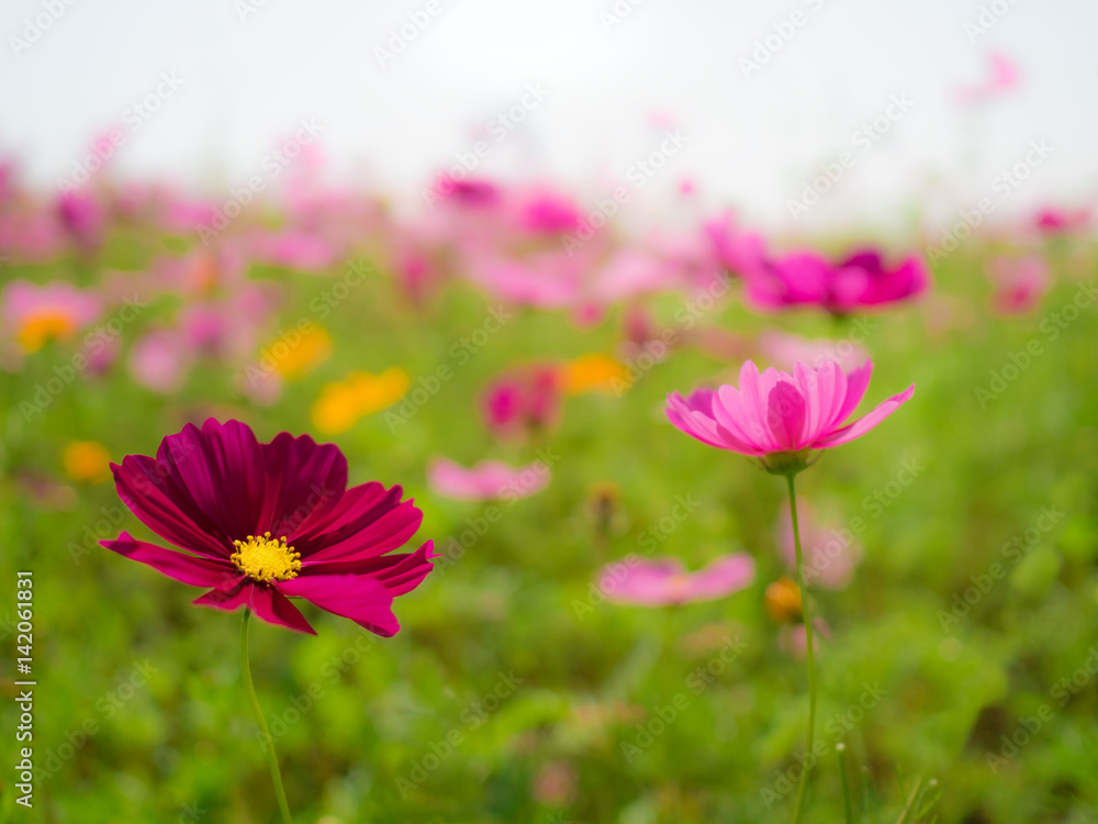 Close-up image of pink cosmos (bipinnatus) flower on flower garden background. Cosmos is also known as Cosmos sulphureus, Selective Focus