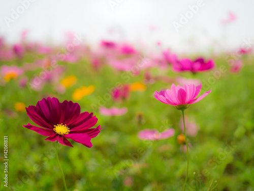 Close-up image of pink cosmos (bipinnatus) flower on flower garden background. Cosmos is also known as Cosmos sulphureus, Selective Focus © poravute