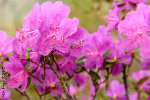 rhododendron flowers magenta background rain