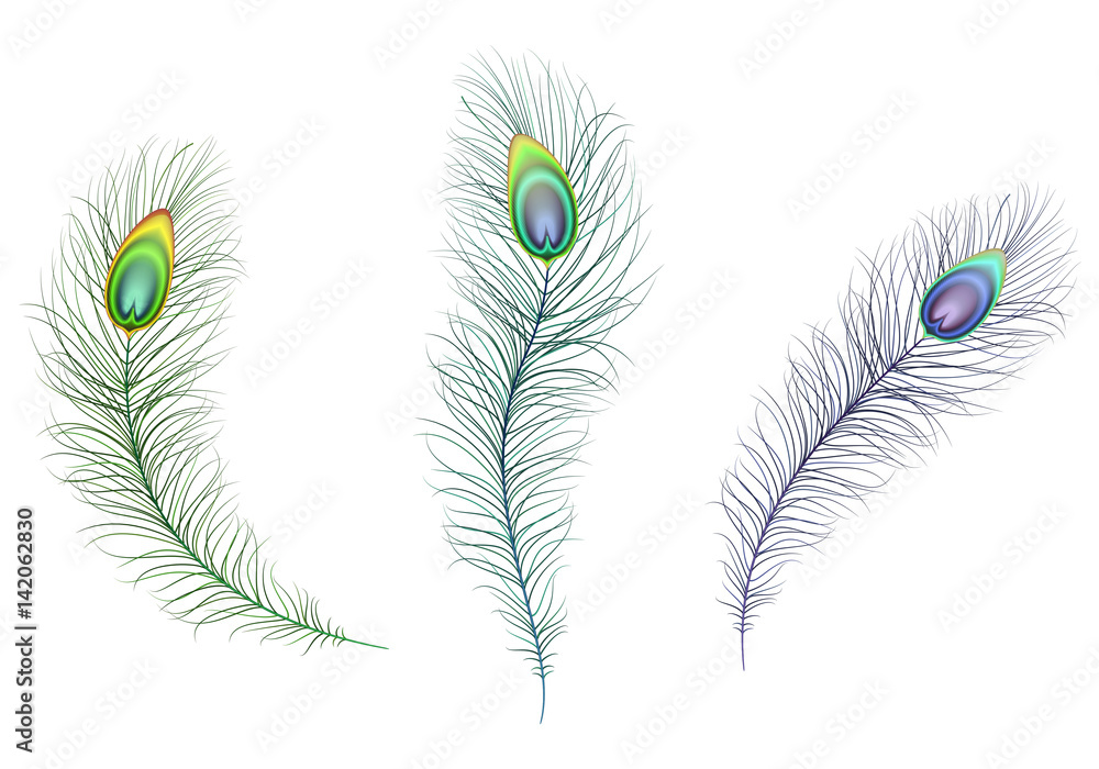 Obraz premium Beautiful multicolored sparkling peacock feathers. Green, blue and purple carnival peacock feather. Illustration of white background