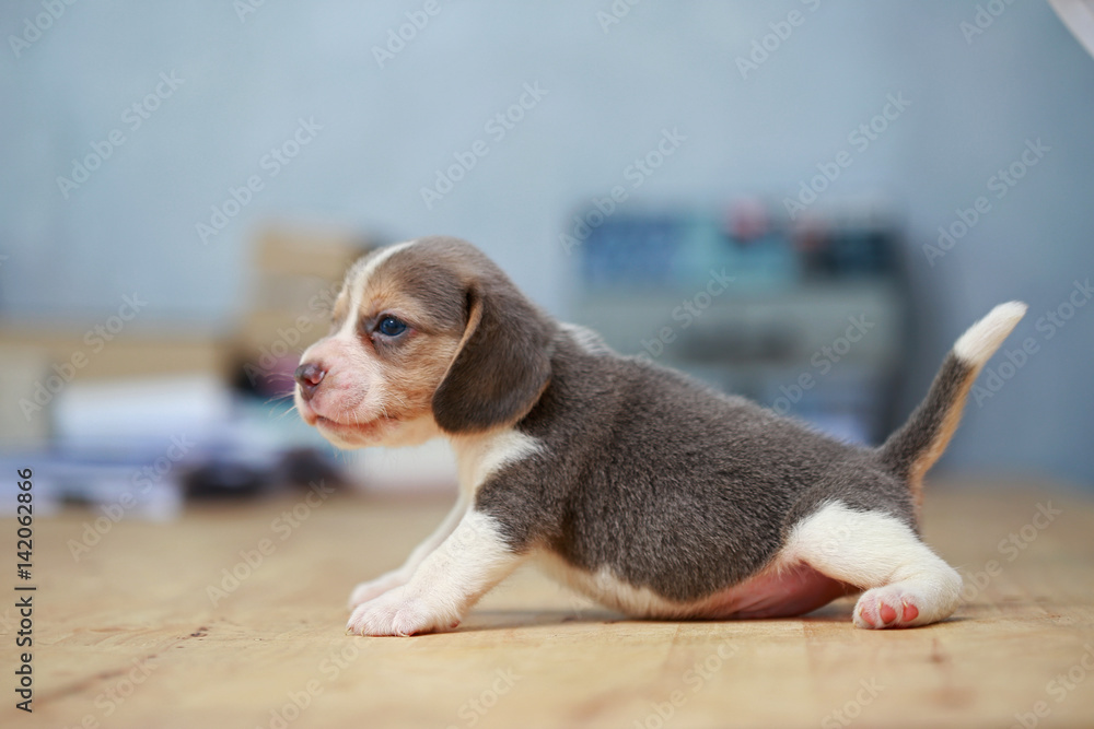 strong beagle puppy in action