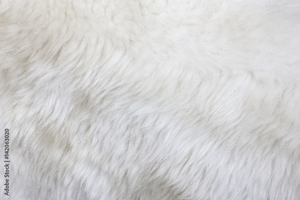 Fur Texture./Fur Texture Fur Texture./Fur Texture