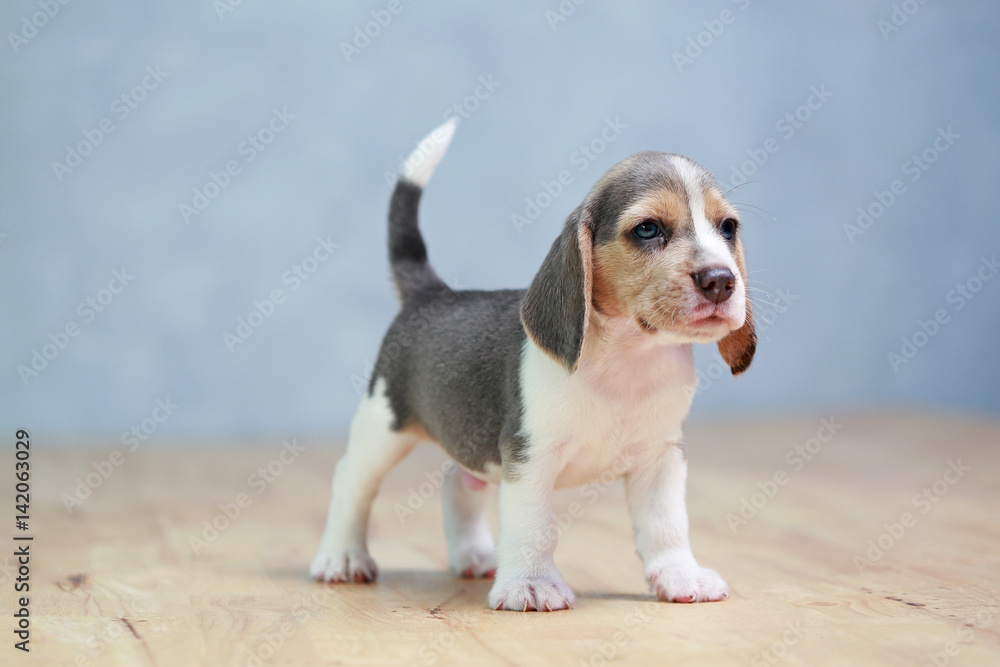 strong beagle puppy in action