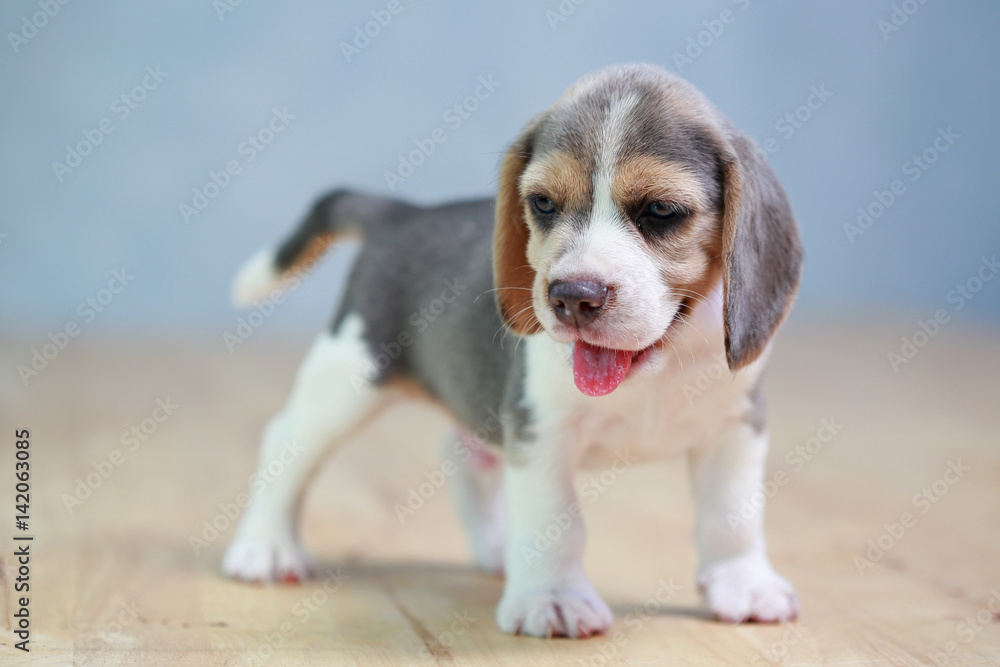 strong beagle puppy in action strong beagle puppy in action