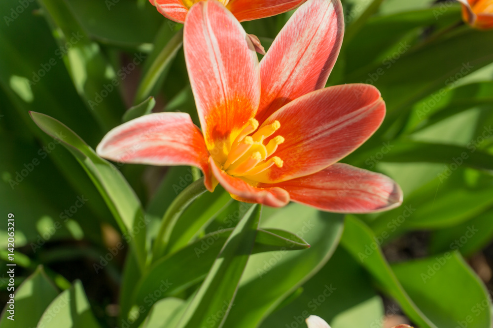 Colored tulips in the garden at sunshine Colored tulips in the garden at sunshine